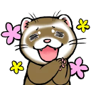 ferret_happy