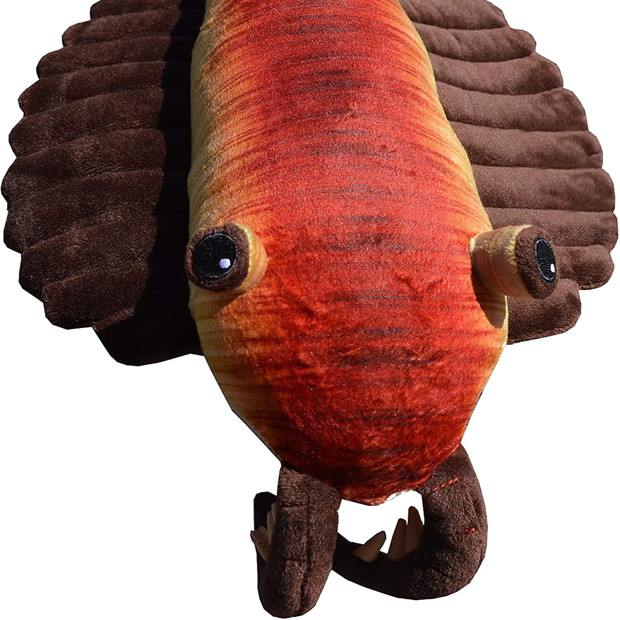 AnomalocarisIsAShrimpFromTheCambrianEra