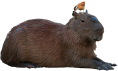 capybara